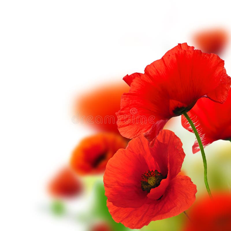 Garden of poppies, flower background stock image