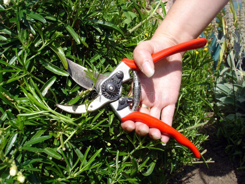 Garden Pruning stock image. Image of pruning, trim, leaves - 2851709