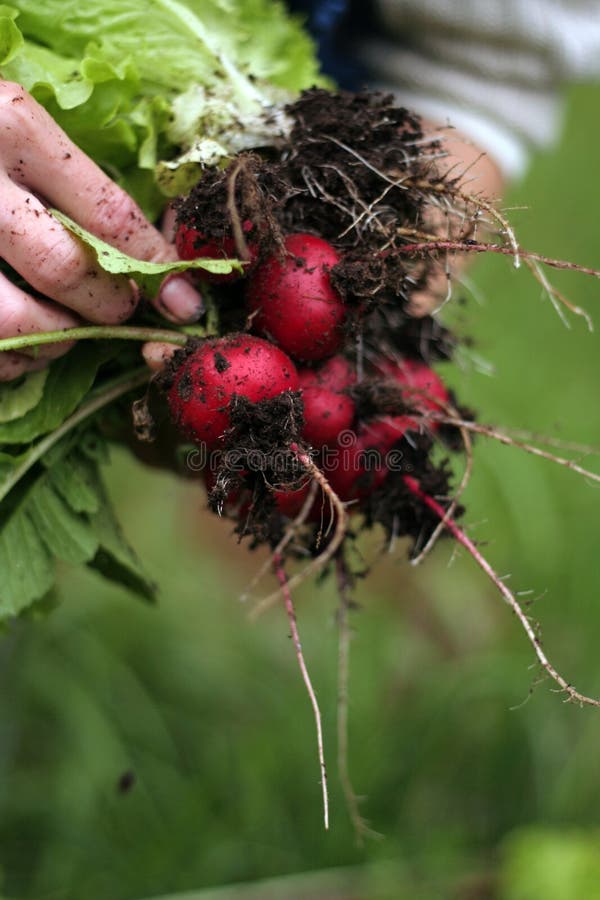 Carrots and Radish Growing in the Garden Stock Photo Image of farm
