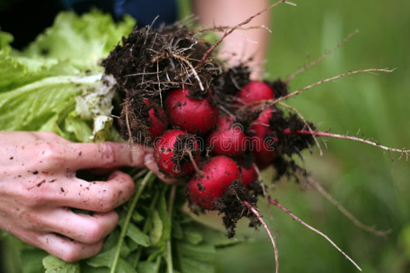 Garden radish