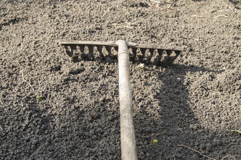 Garden rakes lying on the ploughed topsoil for planting-the concept of gardening, spring gardening, solar light royalty free stock photography Garden rakes lying on the ploughed topsoil for planting-the concept of gardening, spring gardening, solar light royalty free stock photography