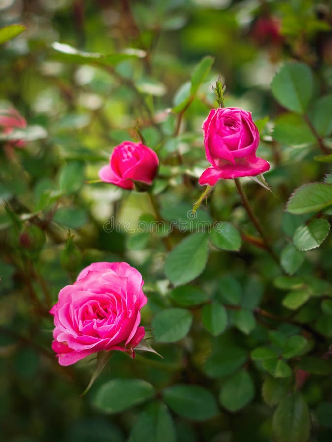 Garden Roses. View Close Up of Garden Roses. Stock Image Image of
