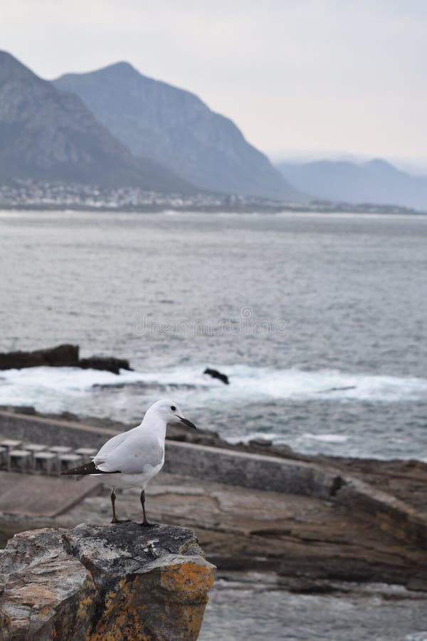 seagull travel tours south africa