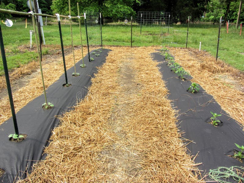 Garden Rows Using Black Plastic And Straw For Weed Control Stock