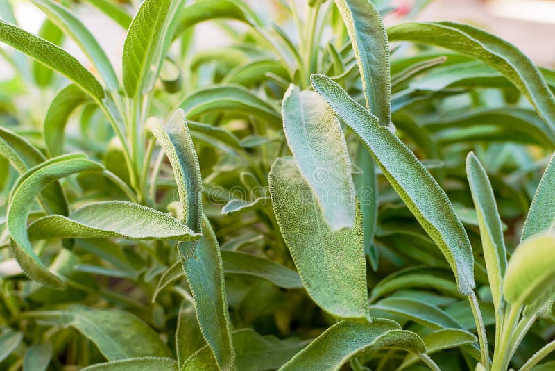 Sage in vegetable garden stock image. Image of closeup 40148749