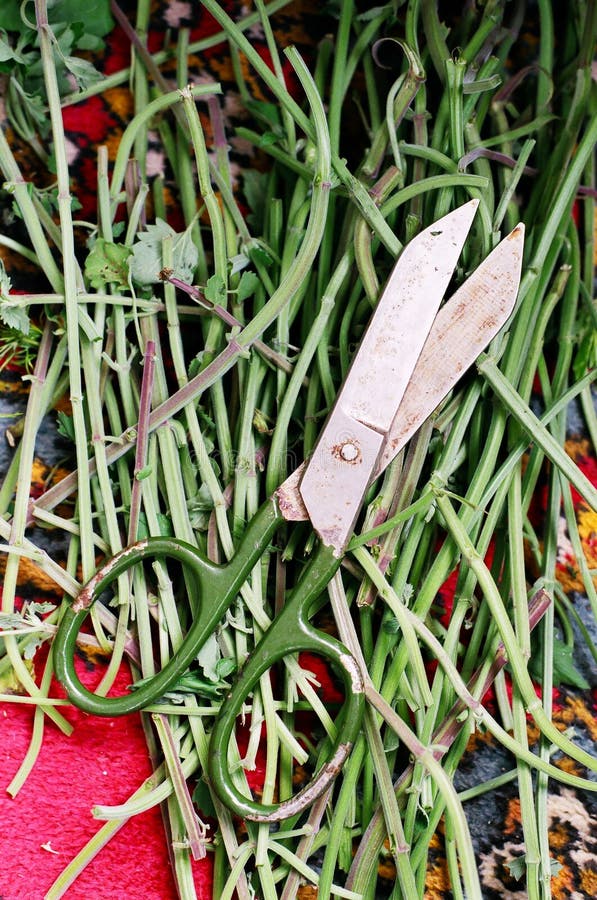 Garden scissors on the grass stock image