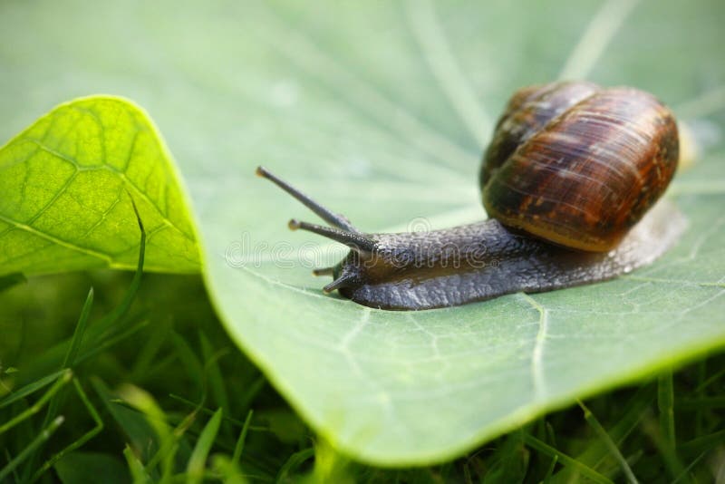 Baby snail stock image. Image of nature, teaching, speed 12848213