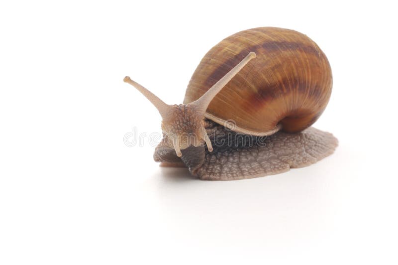 Garden snail