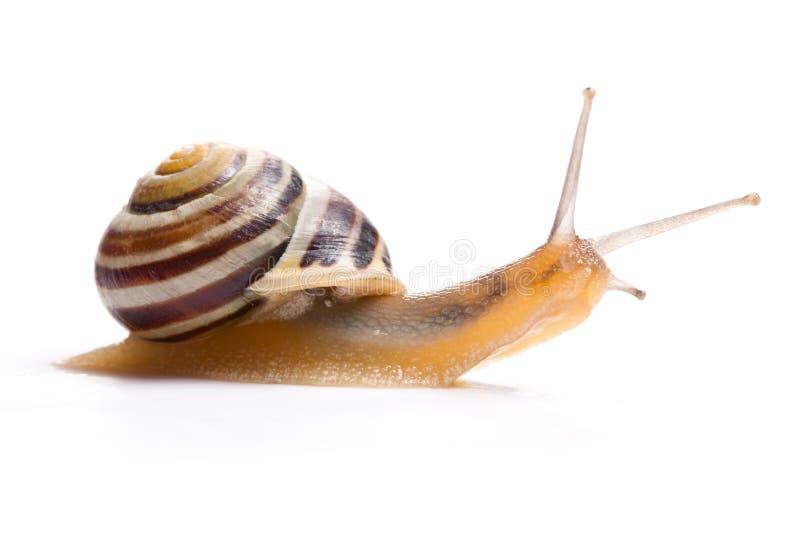 The garden snail stock photo