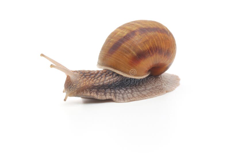 Garden snail royalty free stock images