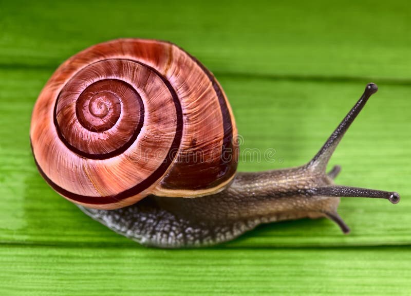Garden Snail in Natural Habitat Stock Photo Image of garden, crawl 28102326