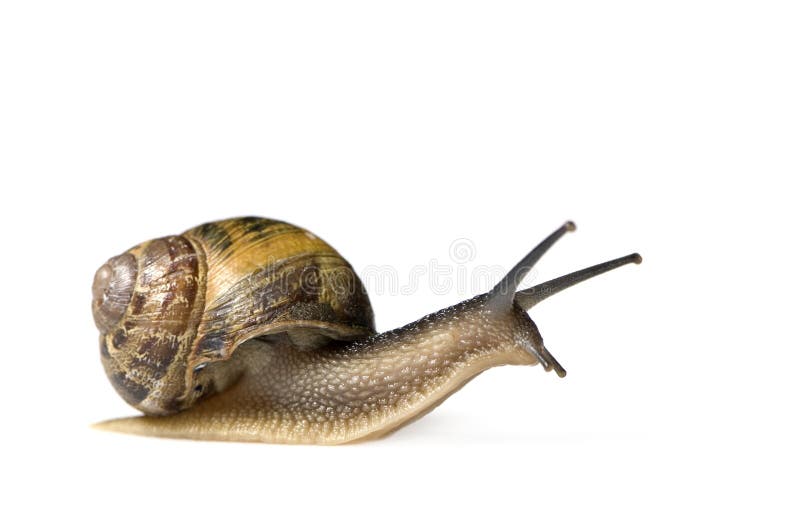 Garden snail stock photo
