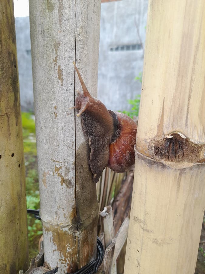 Garden Snail through the Bamboo Stock Photo Image of nature, bamboo 270724638