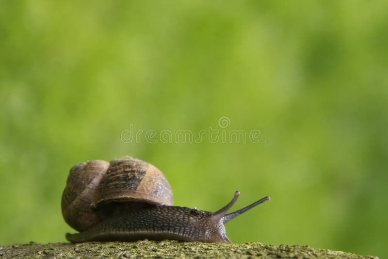 Garden snail on a branch