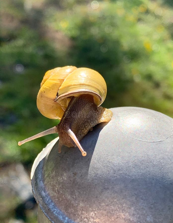 The yellow garden snail Cepaea hortensis related to Cornu aspersum, known by the common name garden snail, is a species of land snail. As such it is a terrestrial pulmonate gastropod mollusc in the family Helicidae, which includes some of the most commonly familiar land snails. Snails are terrestrial molluscs. This creature was found in western WA state, USA in a vegetable garden. The yellow garden snail Cepaea hortensis related to Cornu aspersum, known by the common name garden snail, is a species of land snail. As such it is a terrestrial pulmonate gastropod mollusc in the family Helicidae, which includes some of the most commonly familiar land snails. Snails are terrestrial molluscs. This creature was found in western WA state, USA in a vegetable garden.