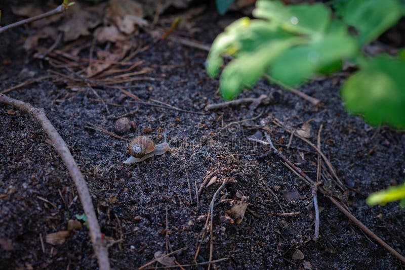 snail names snail names