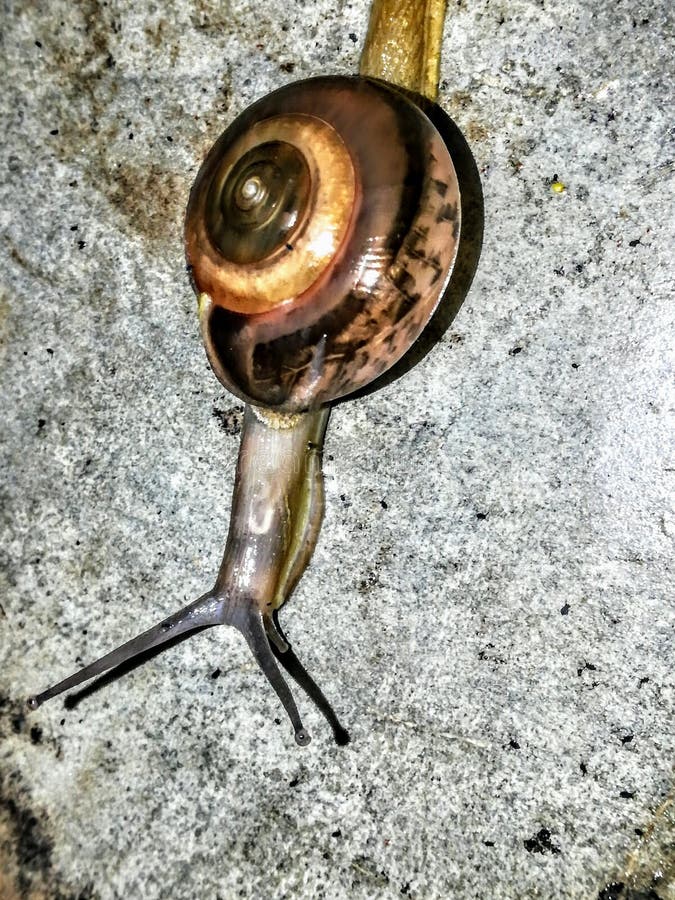 Garden Snail Cute Snail Snail Shell Snails To Eat Snail Facts Snail
