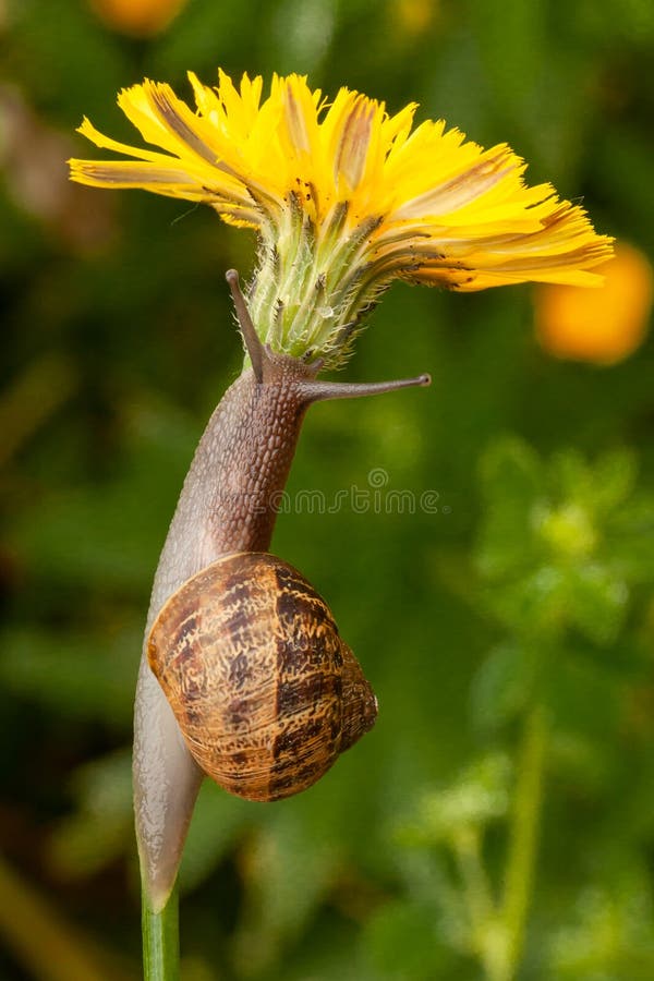 Garden Snail on Dandilion Flower Stock Image Image of plant, snail 237241181