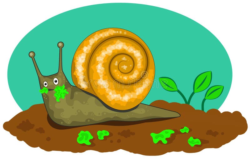 Garden Snail Eating Lettuce Stock Vector Illustration of gastropod