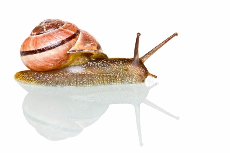 Garden snail in front of a white background