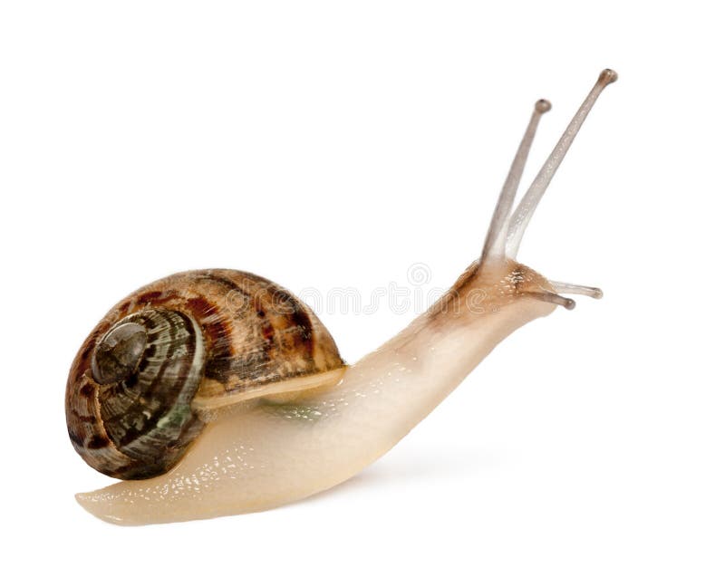 Garden Snail, Helix aspersa, in front of white royalty free stock photos