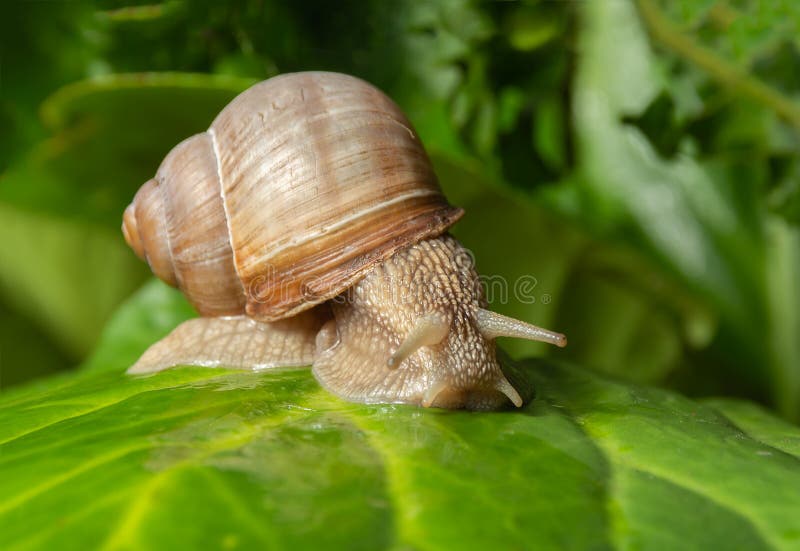 Garden Snail on a Large Sheet Stock Image Image of leaf, grass 156462737