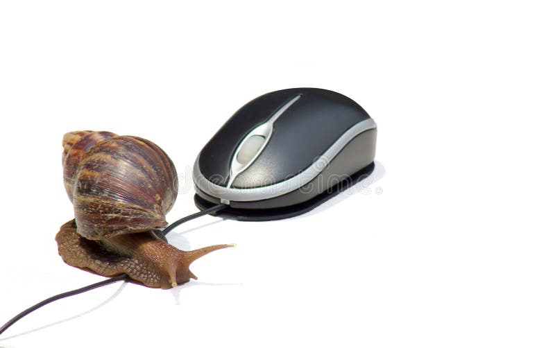 Garden Snail Next To Computer Mouse, Slow Slow Processor