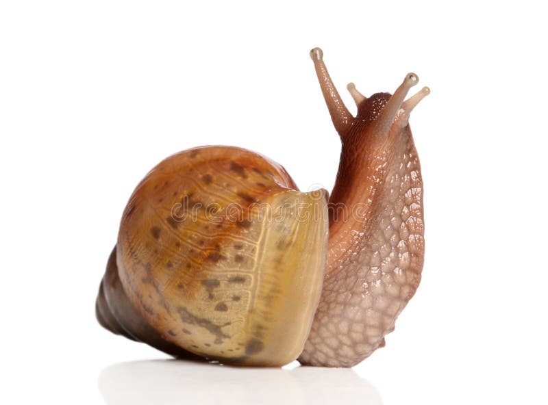 Garden Snail on white background stock photo