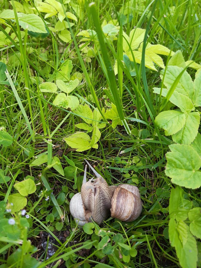 Garden Snails in the Grass. Mating and Reproduction. May Stock Image