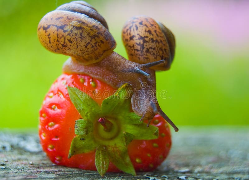 Garden snails. stock image. Image of close, garden, creeps 35475159