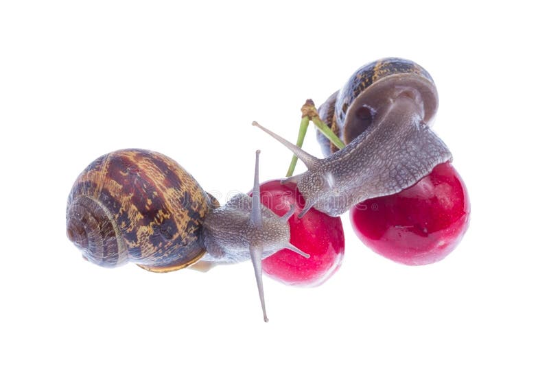 Garden snails. stock image. Image of romantic, isolated 31057091