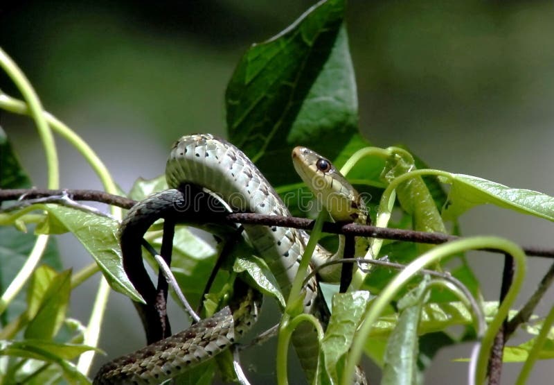 Garden Snake