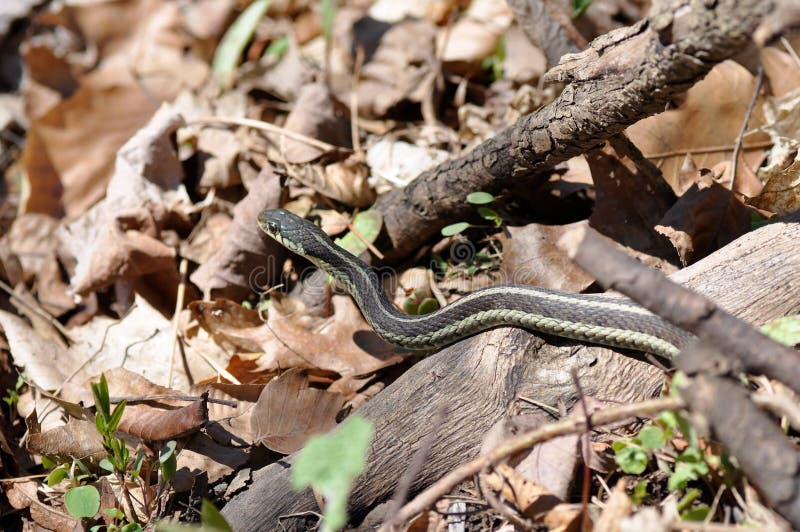 Garden Snake