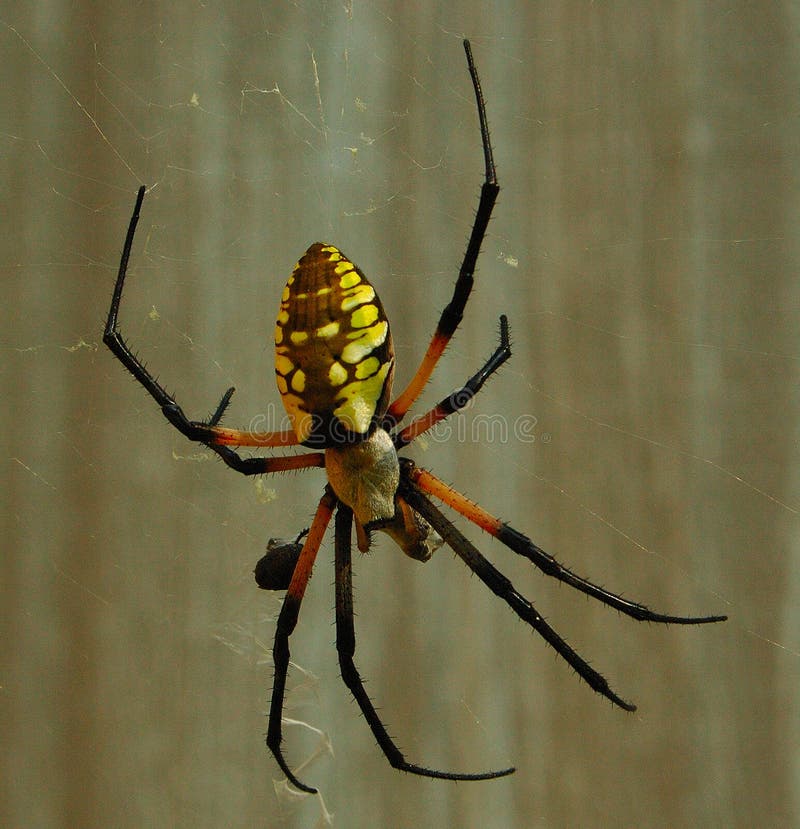 Garden Spider