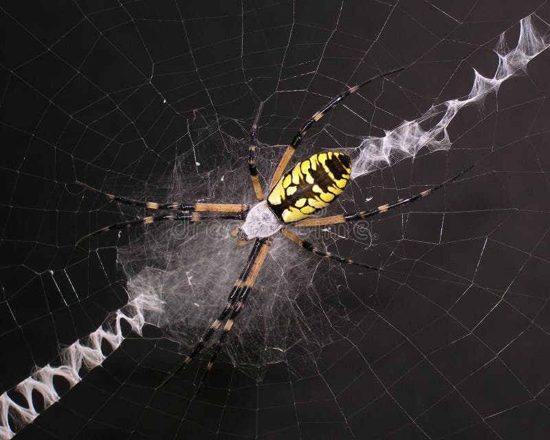 Garden Spider