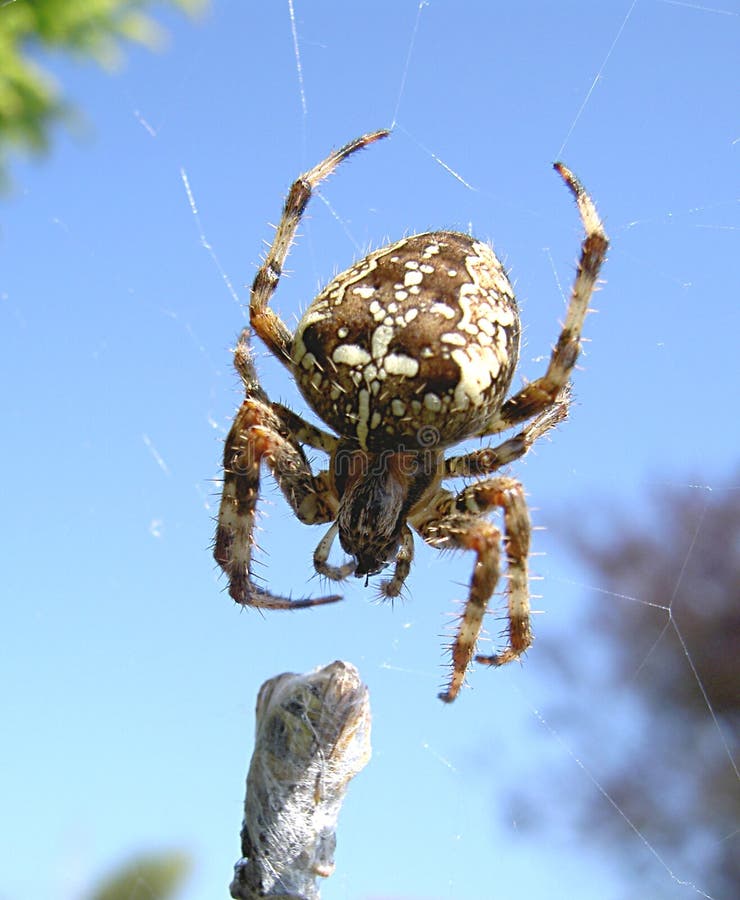 Garden Spider