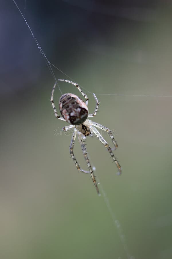 Garden Spider