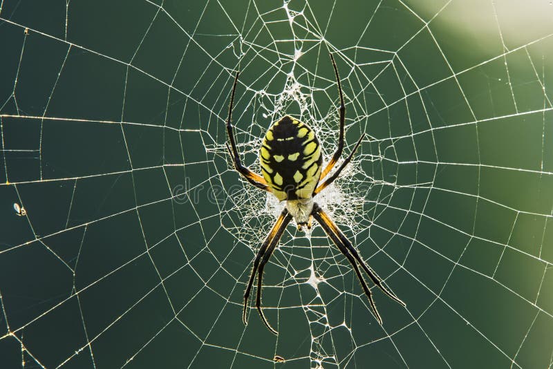 Garden spider