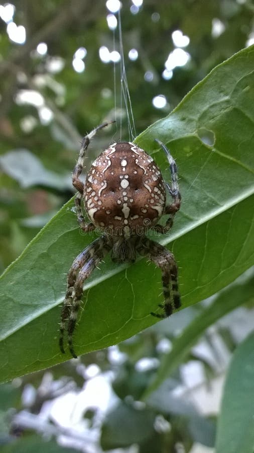 Garden Spider Stock Image Image Of Exterminate Insect 44951759