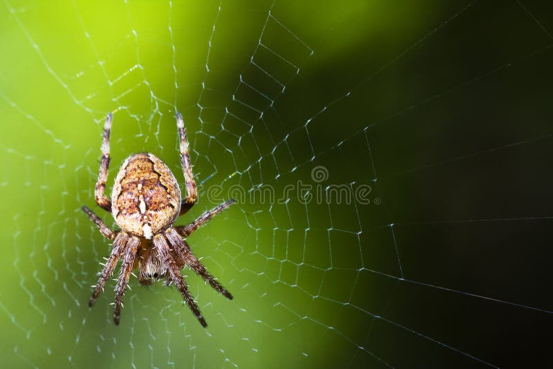 Garden Spider Web Macro
