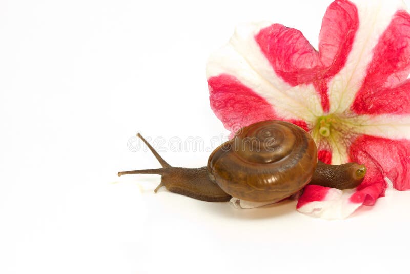 Garden Spiral Snail on Flower Stock Image Image of snails, molusk 40733309