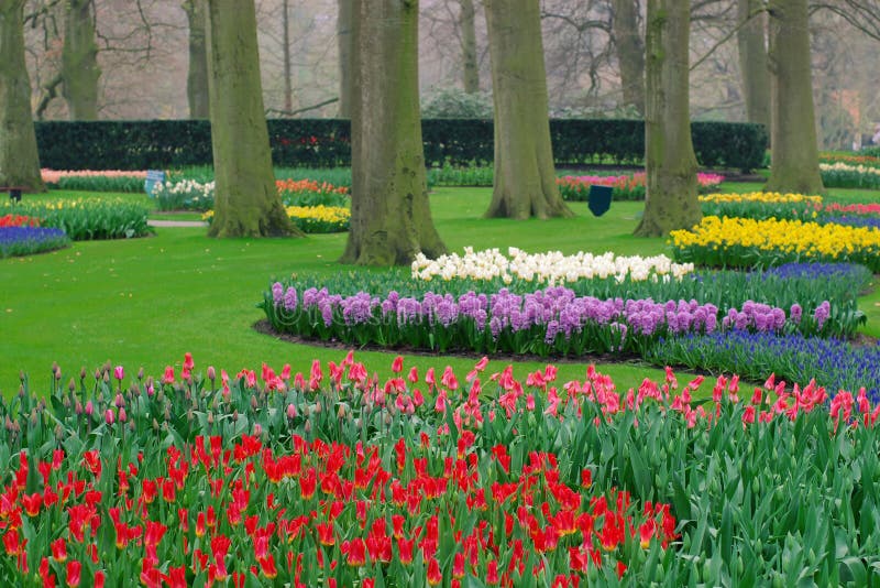 Sobre el holandés jardín en la primavera flores, tulipanes a verde hoyos.