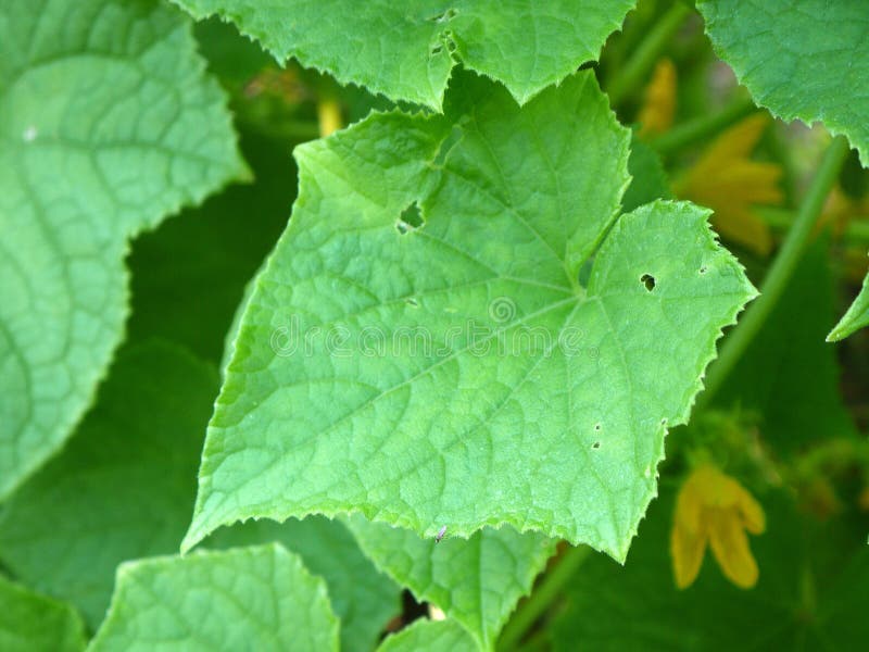 Vegetable garden: squash leaves and flower royalty free stock photo
