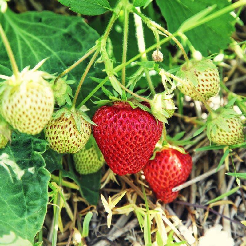 Garden Strawberry stock image. Image of berry, color 23808595