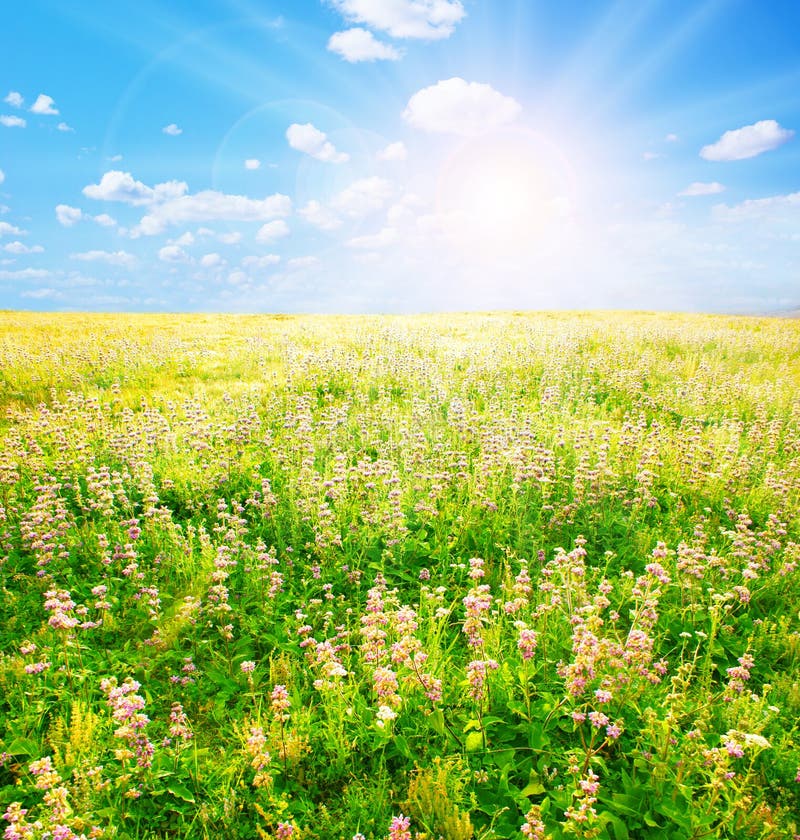 Garden sun stock photo. Image of banner, farm, leaf, fresh 24363196