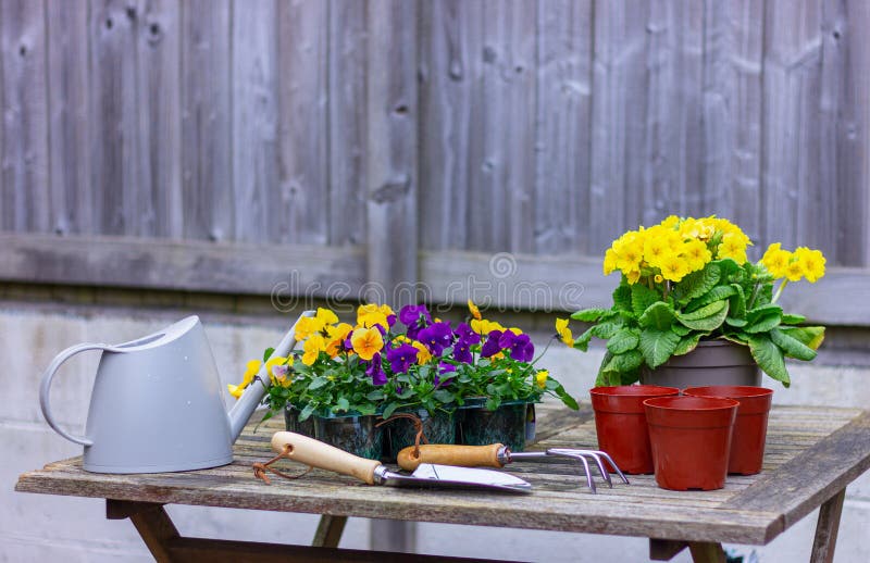 Garden Tools for Transplanting Flowers and Violets in Pot on the Table. Planting Step 1 Stock