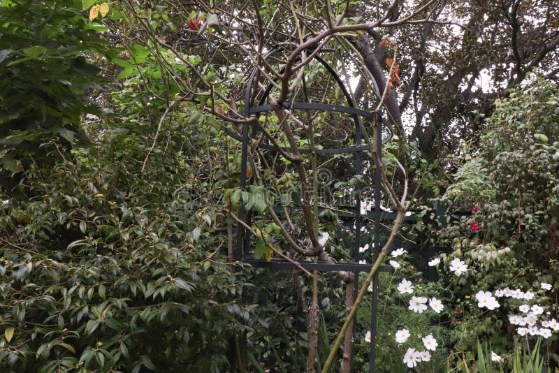 Garden trellis camouflaging with the trees royalty free stock image Garden trellis camouflaging with the trees royalty free stock image