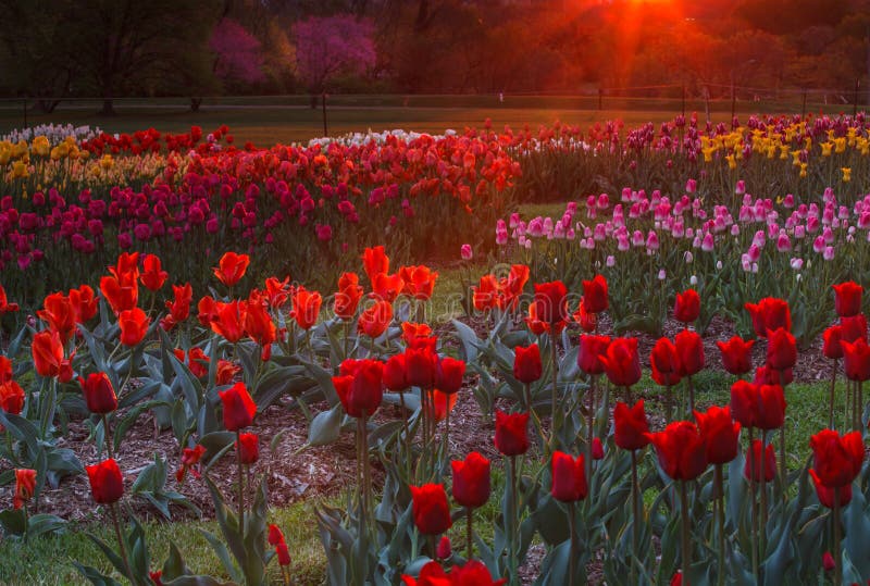 A garden of colorful tulips at the Netherlands Carillon in Arlington, Va. is aglow with the the golden light of sunrise. A garden of colorful tulips at the Netherlands Carillon in Arlington, Va. is aglow with the the golden light of sunrise.