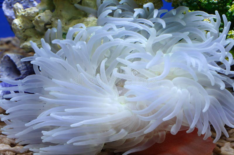 Garden under the sea