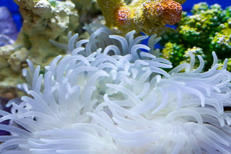 Garden under the sea